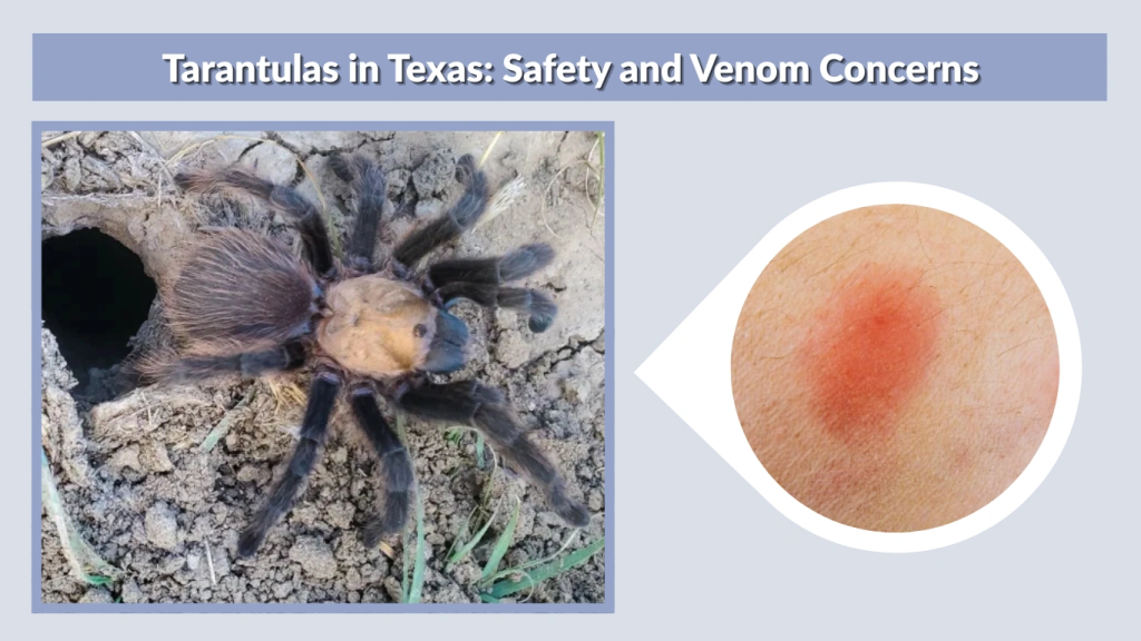 Tarantulas in Texas Safety and Venom Concerns