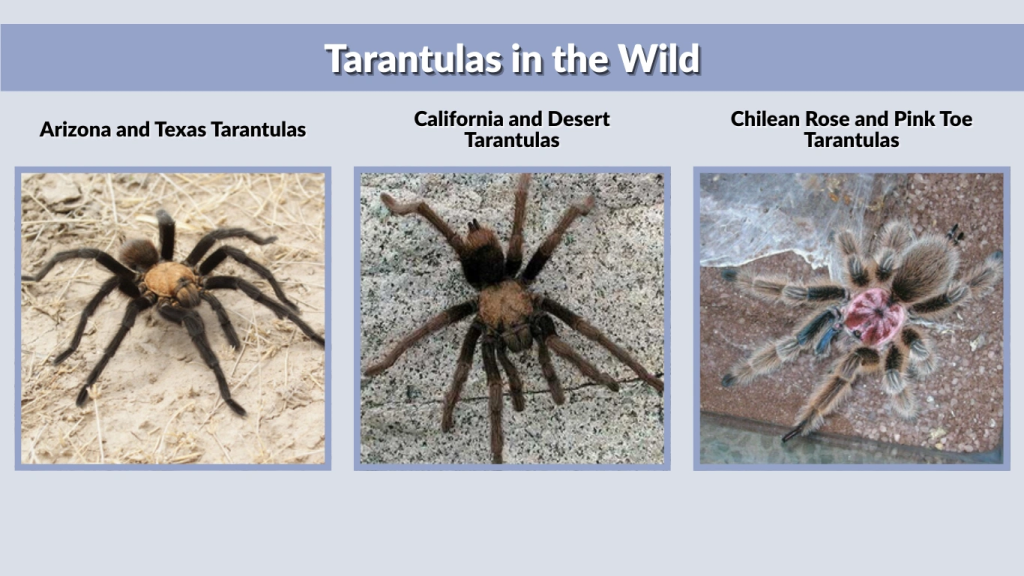 Tarantulas in the Wild