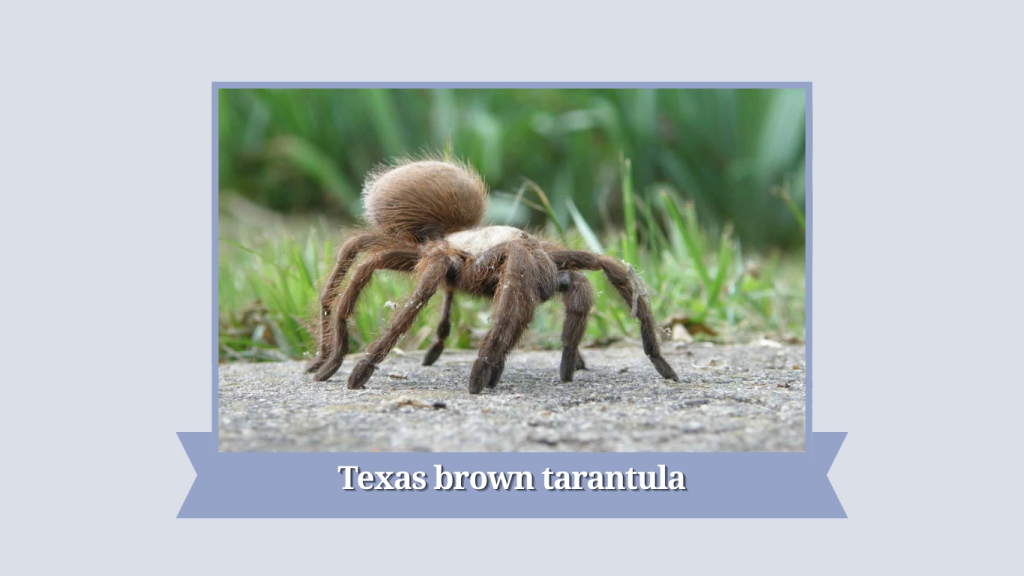 Texas brown tarantula