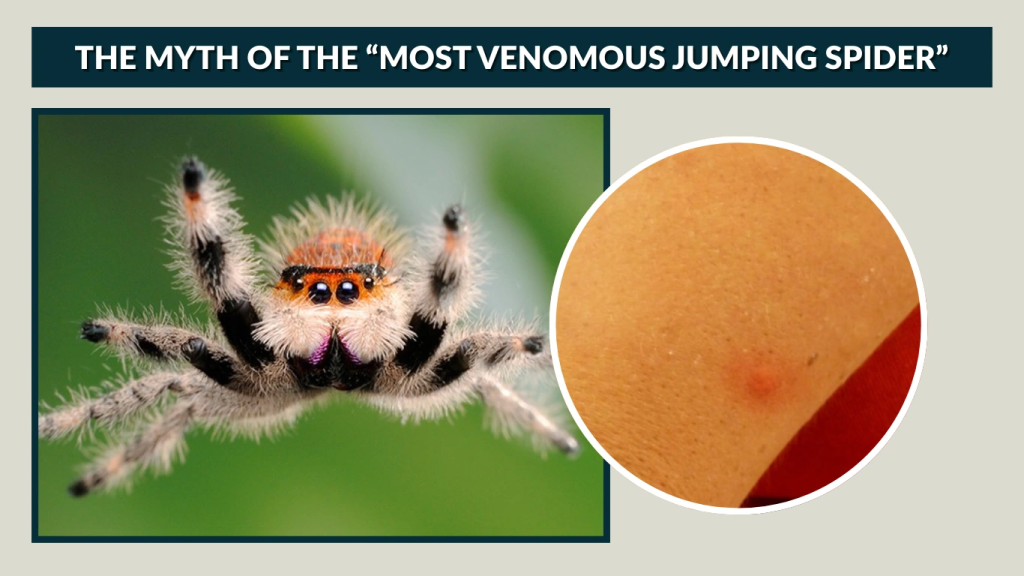 The Myth of the “Most Venomous Jumping Spider”