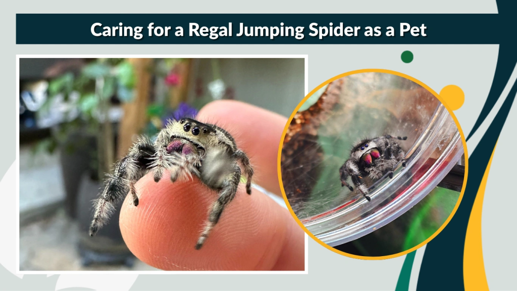 Caring for a Regal Jumping Spider as a Pet