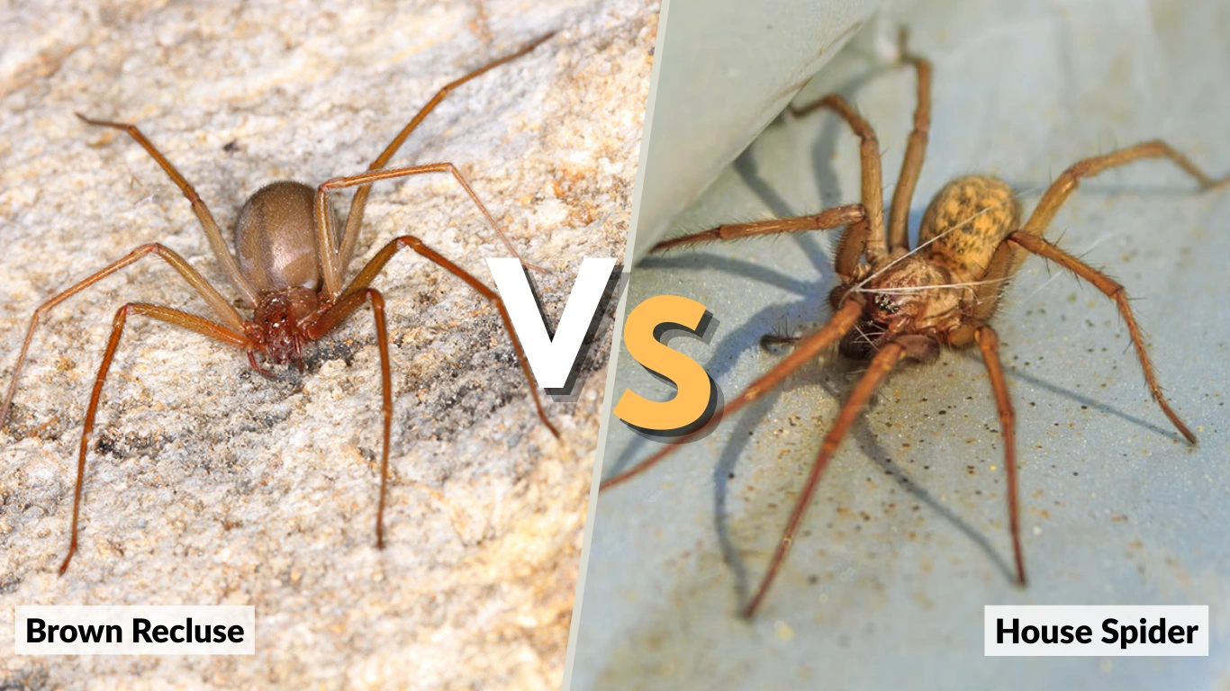 Brown Recluse vs House Spider: What Are the Differences?