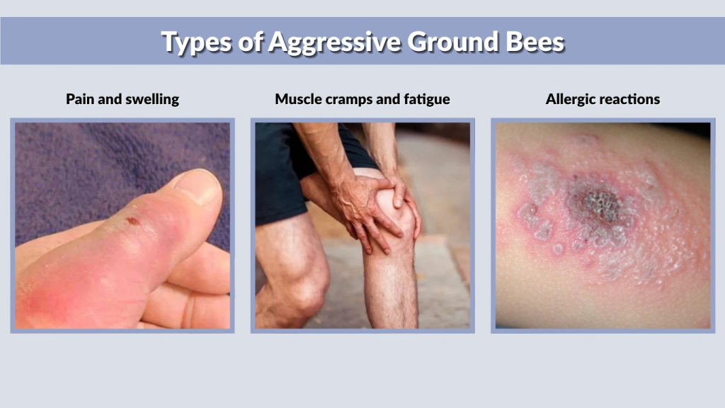 Types of Aggressive Ground Bees