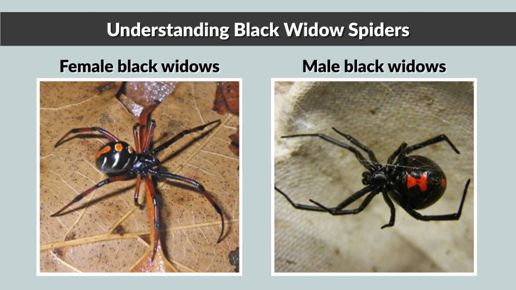 Understanding Black Widow Spiders