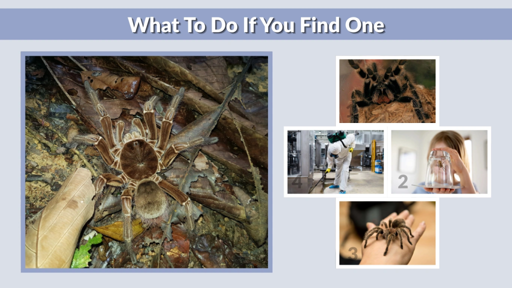 What To Do If You Find One