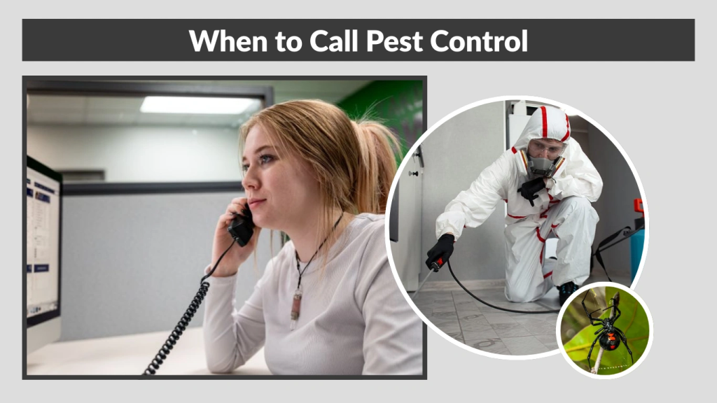 When to Call Pest Control