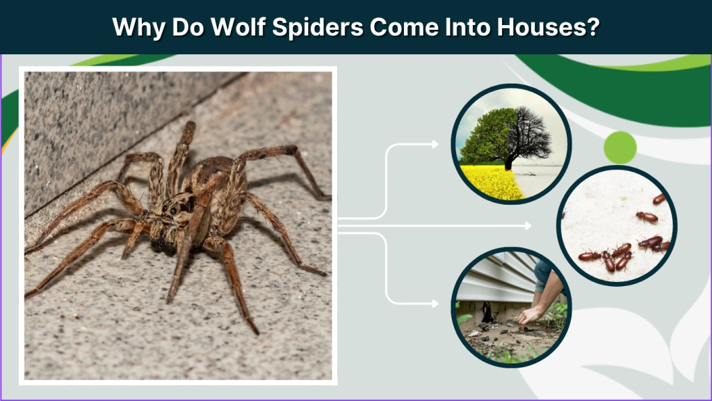 Why Do Wolf Spiders Come Into Houses