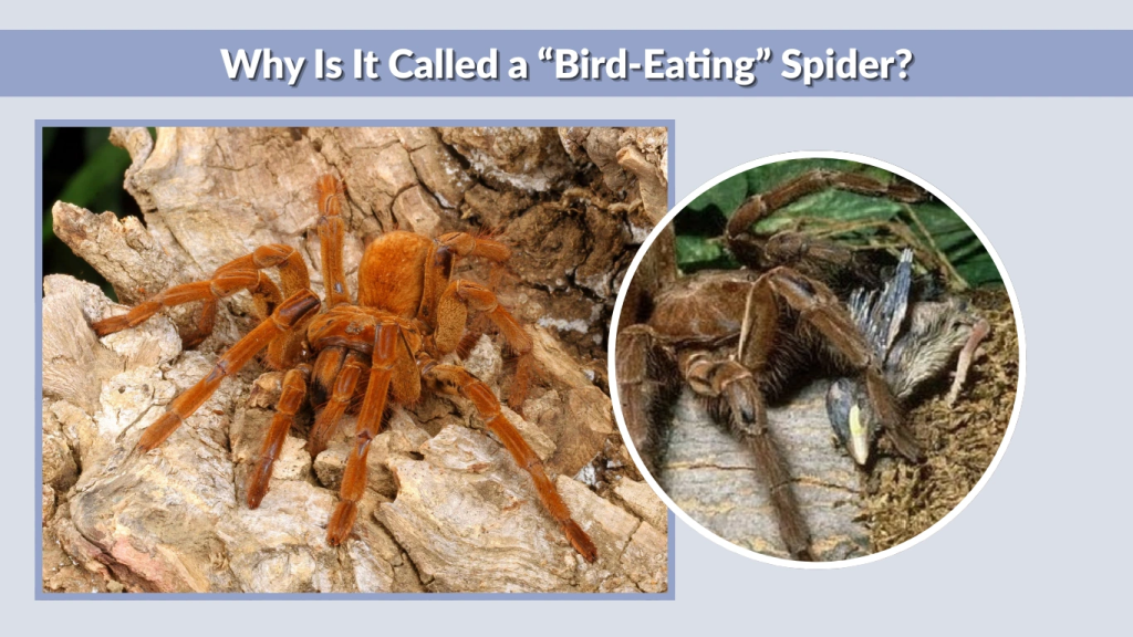 Why Is It Called a “Bird-Eating” Spider