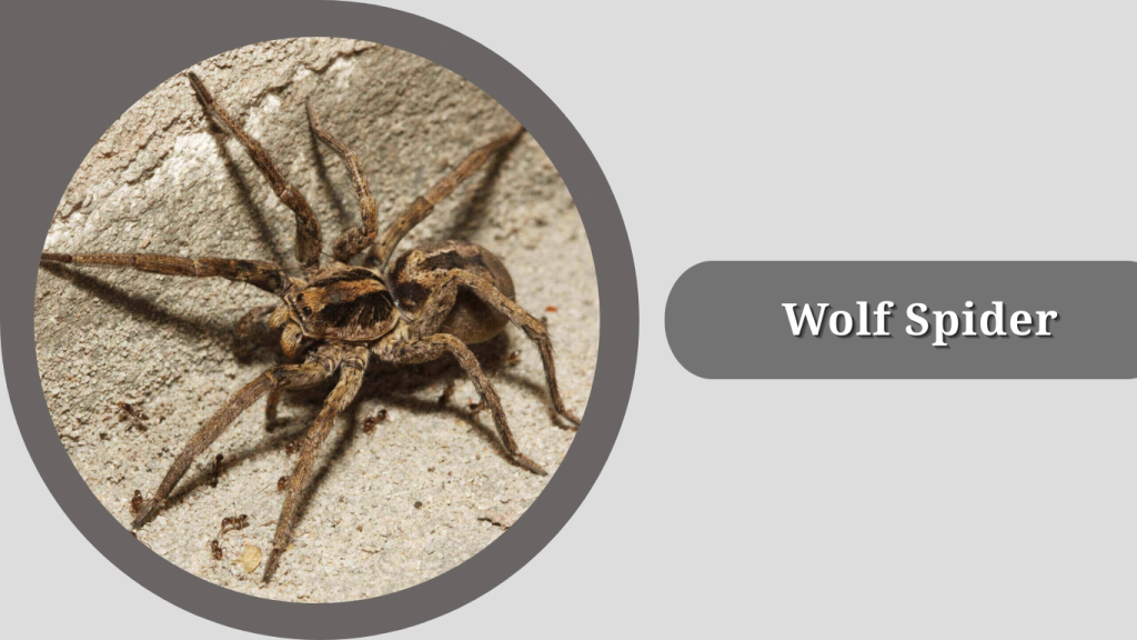 Wolf Spider