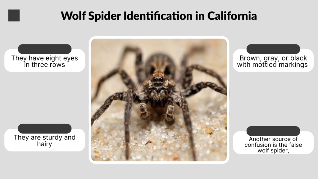 Wolf Spider Identification in California