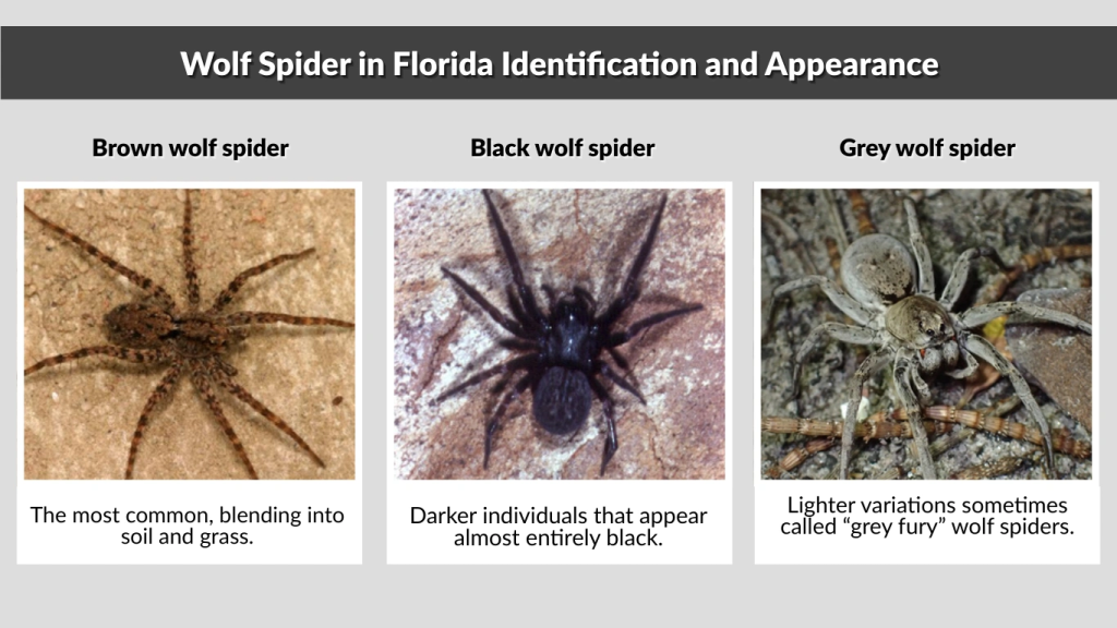 Wolf Spider in Florida Identification and Appearance