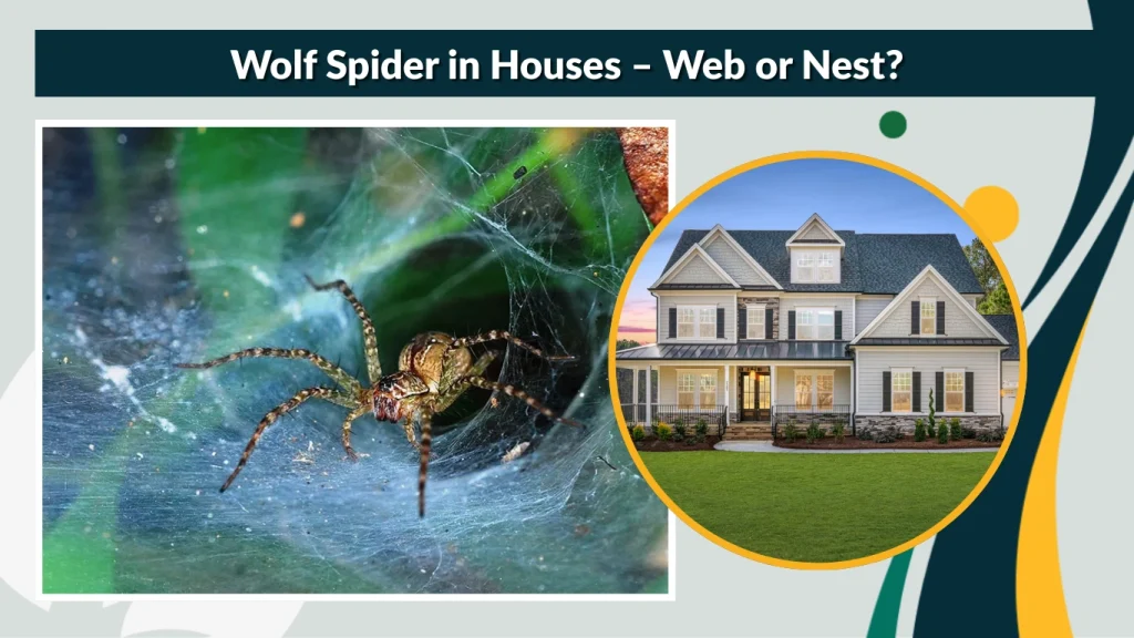 Wolf Spider in Houses – Web or Nest