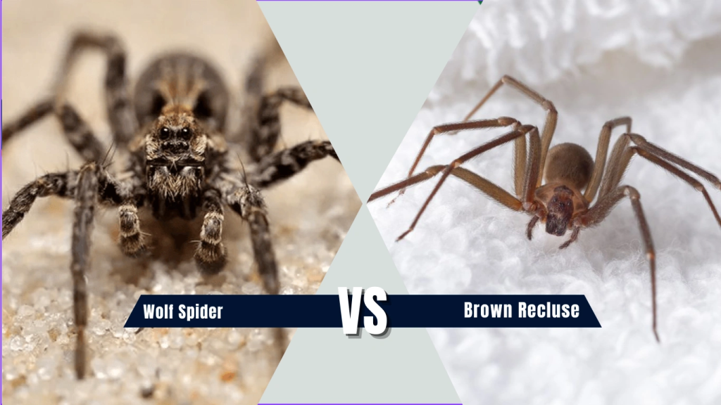 Wolf Spider vs Brown Recluse in the House