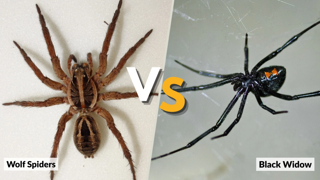 Wolf Spider vs Other Spiders in California