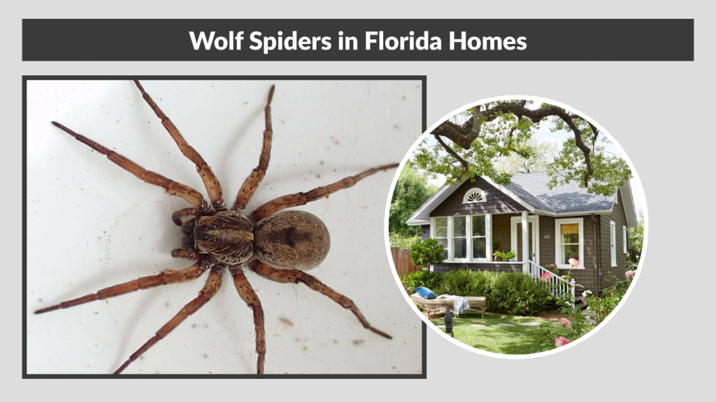 Wolf Spiders in Florida Homes