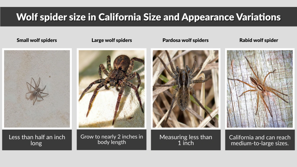 Wolf spider size in California Size and Appearance Variations