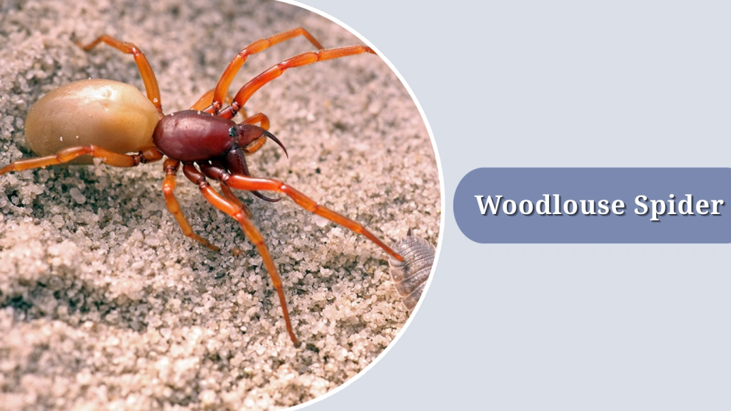 Woodlouse Spider