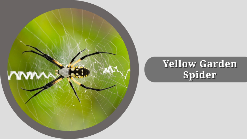 Yellow Garden Spider