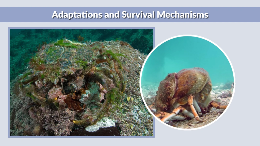 Adaptations and Survival Mechanisms