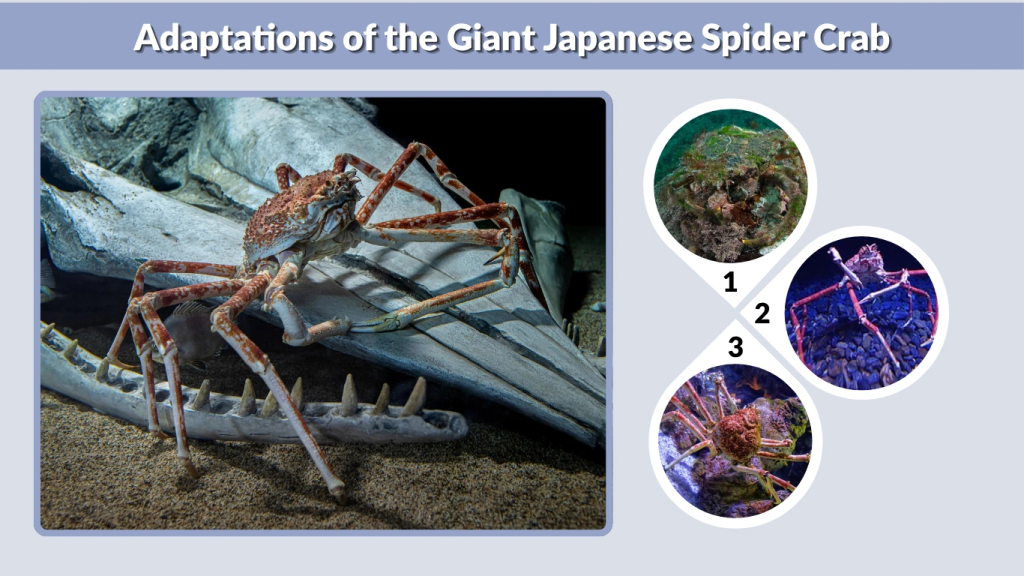 Adaptations of the Giant Japanese Spider Crab