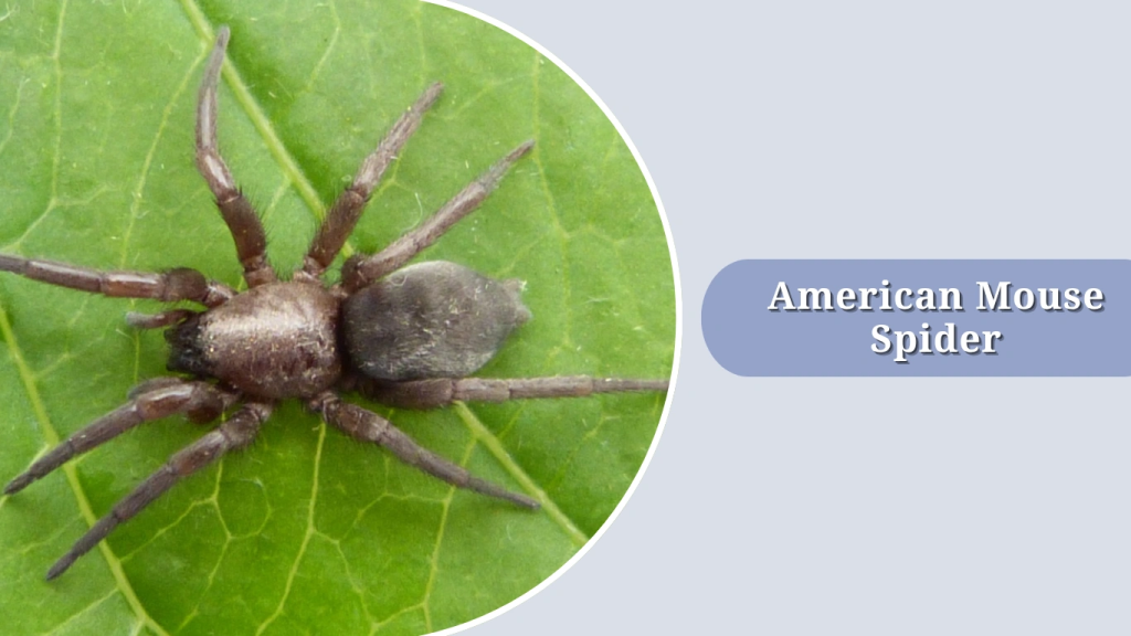 American Mouse Spider