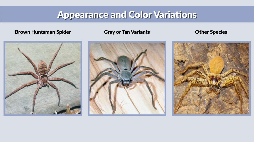 Appearance and Color Variations