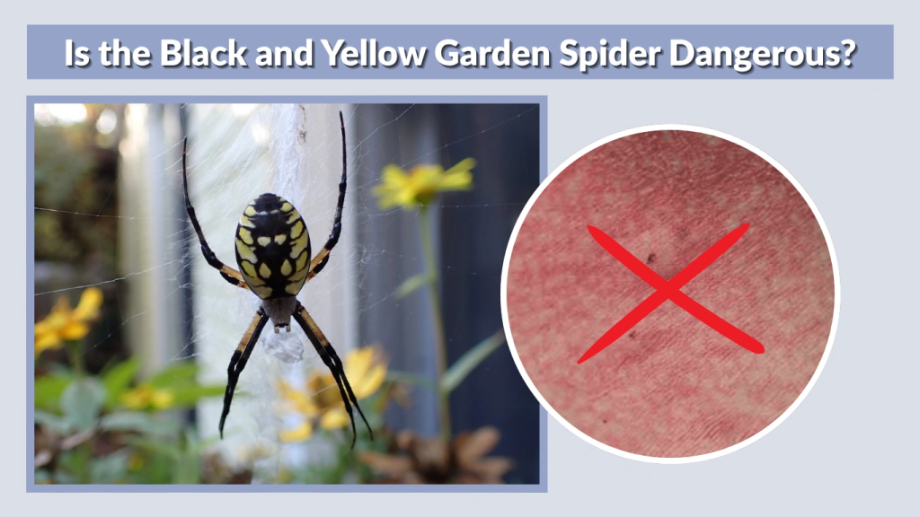 Are Black and White Garden Spiders Poisonous