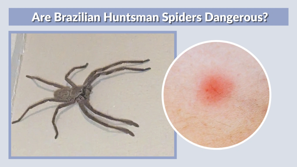 Are Brazilian Huntsman Spiders Dangerous