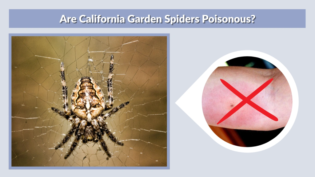 Are California Garden Spiders Poisonous
