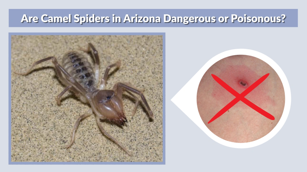 Are Camel Spiders in Arizona Dangerous or Poisonous