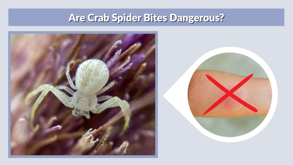 Are Crab Spider Bites Dangerous