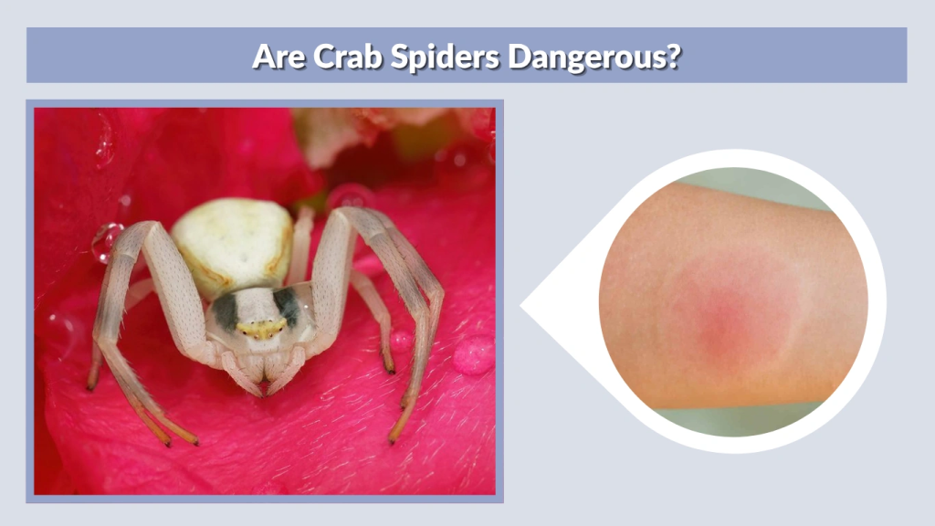 Are Crab Spiders Dangerous