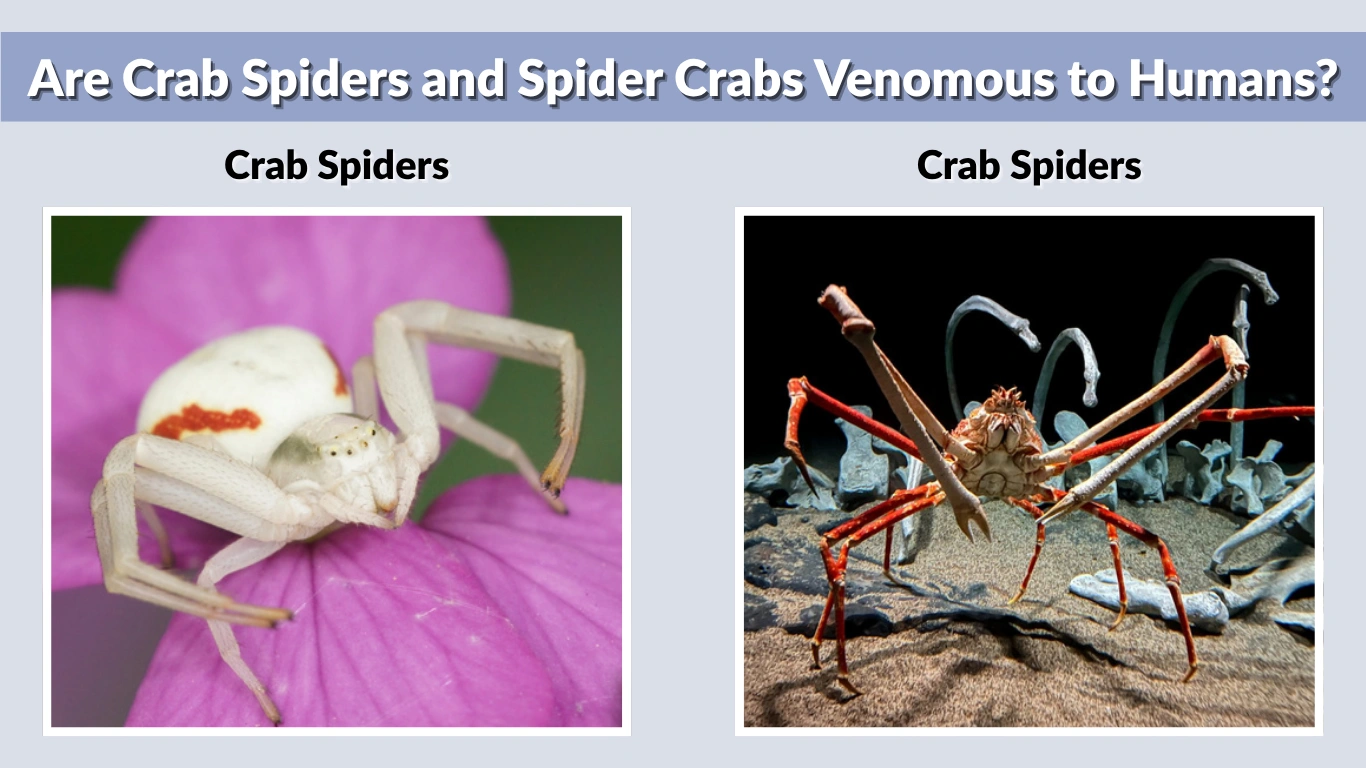 Are Crab Spiders and Spider Crabs Venomous to Humans?