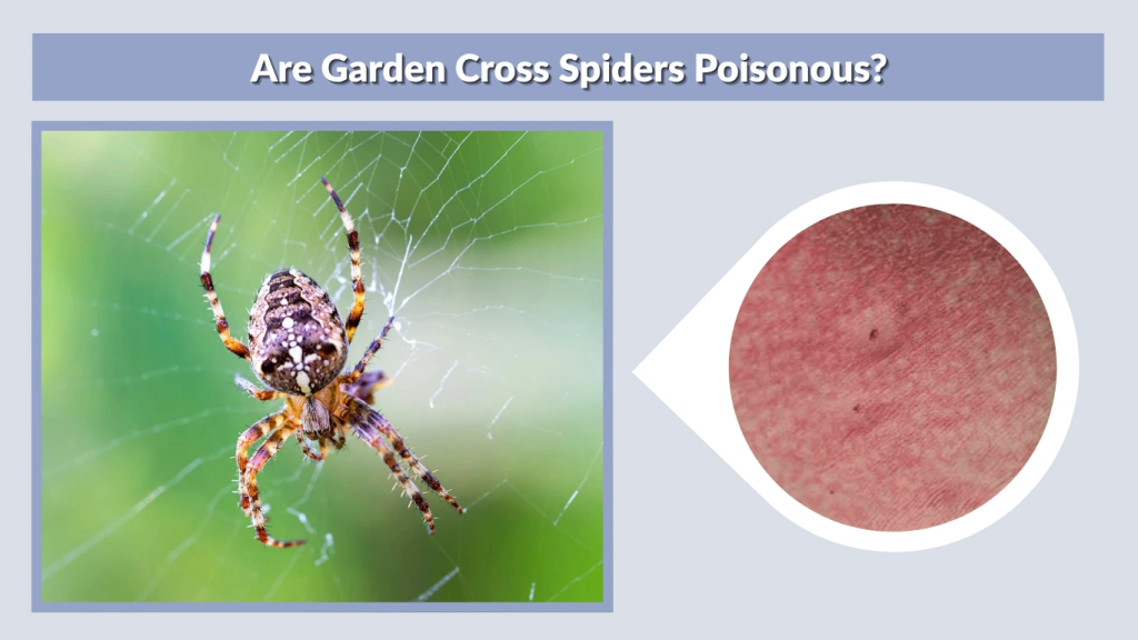 Are Garden Cross Spiders Poisonous