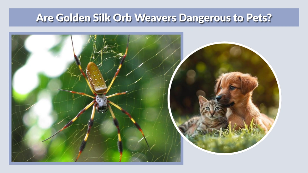 Are Golden Silk Orb Weavers Dangerous to Pets