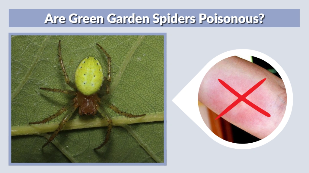 Are Green Garden Spiders Poisonous