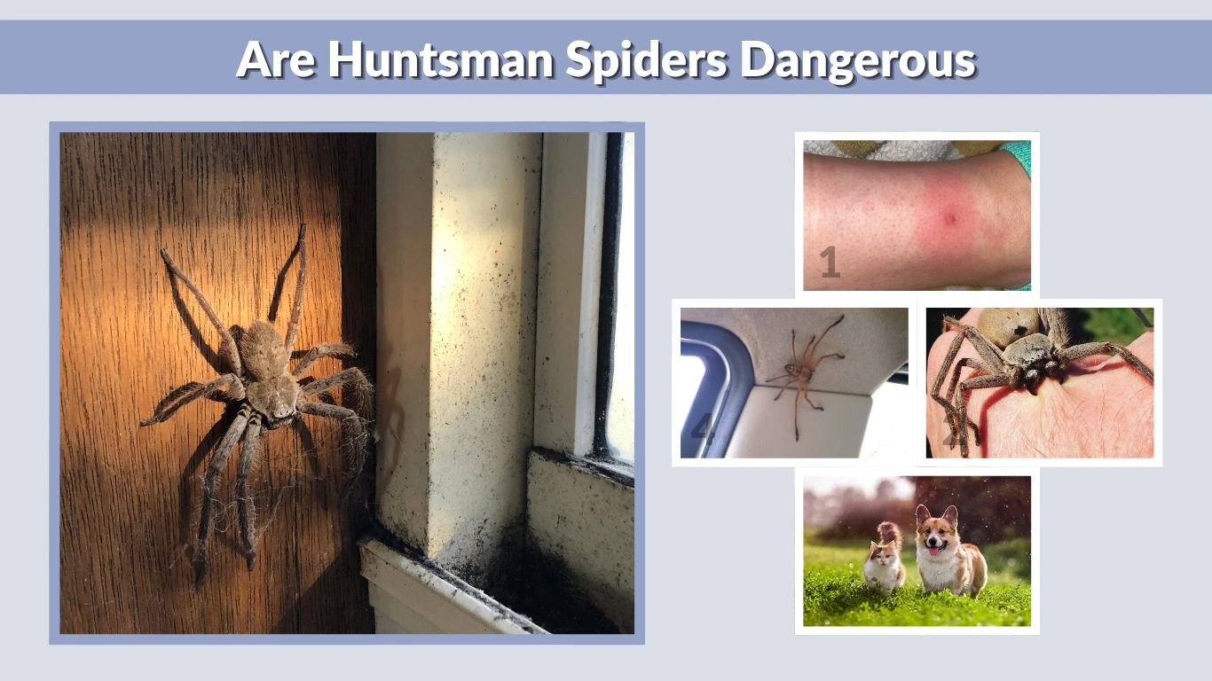 Are Huntsman Spiders Dangerous to Cats, Dogs, and People?