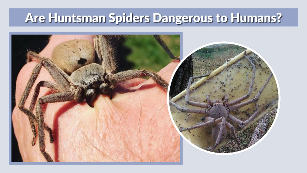 Are Huntsman Spiders Dangerous to Humans