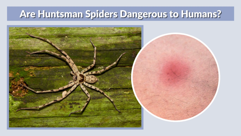 Are Huntsman Spiders Dangerous to Humans