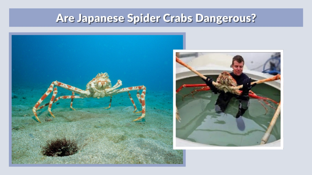 Are Japanese Spider Crabs Dangerous
