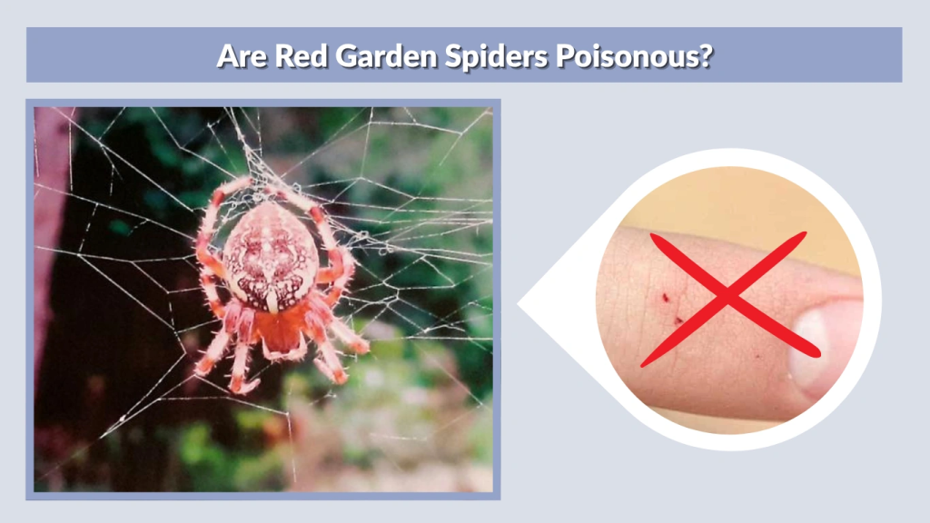 Are Red Garden Spiders Poisonous