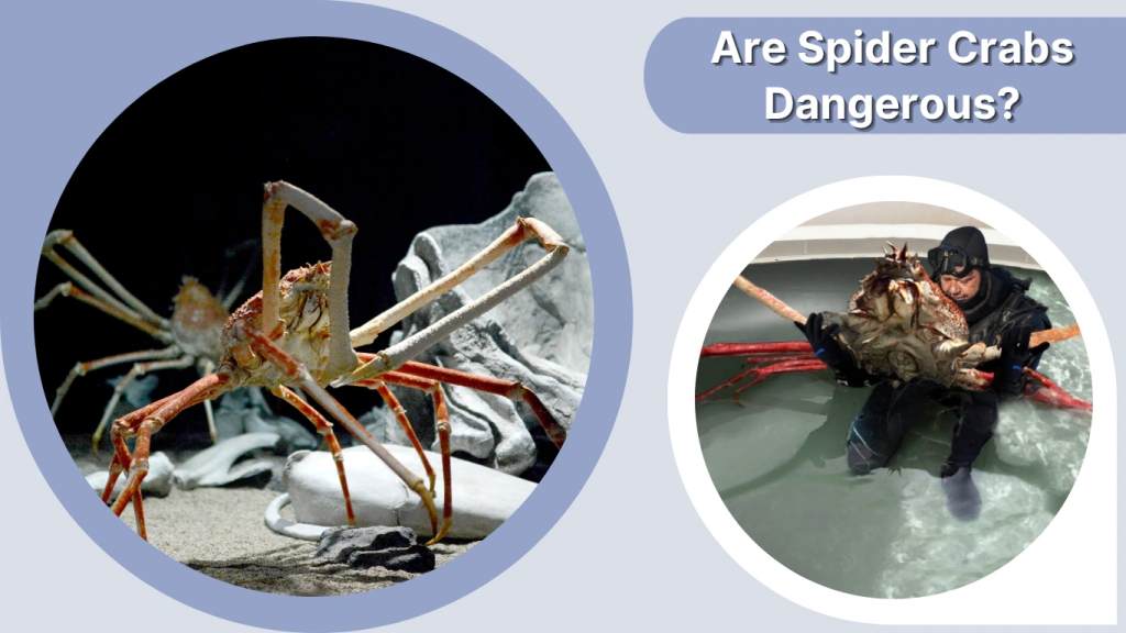 Are Spider Crabs Dangerous