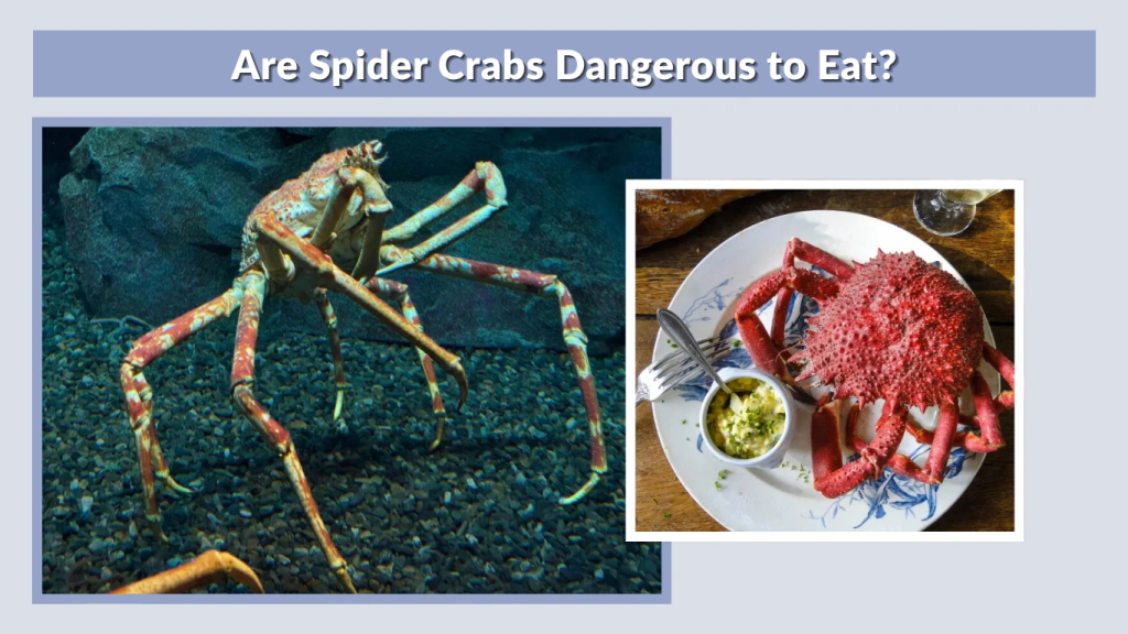 Are Spider Crabs Dangerous to Eat