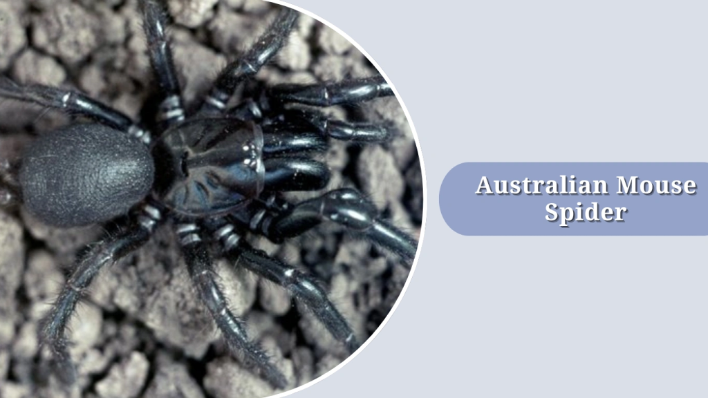 Australian Mouse Spider