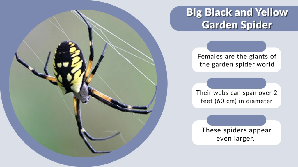 Big Black and Yellow Garden Spider