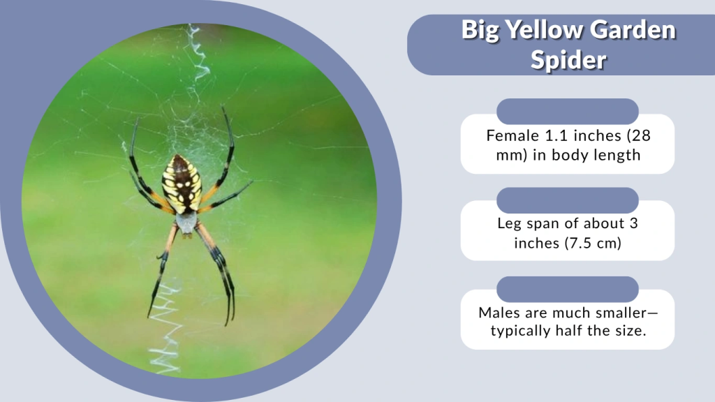 Big Yellow Garden Spider