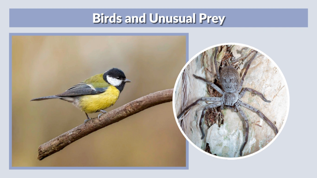 Birds and Unusual Prey