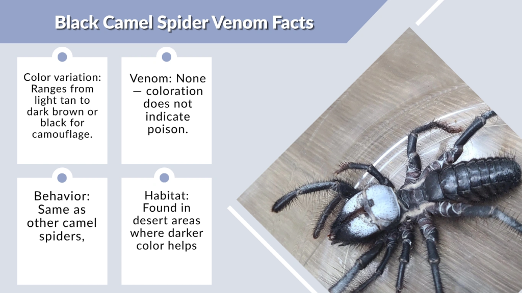Black Camel Spider Venom Facts