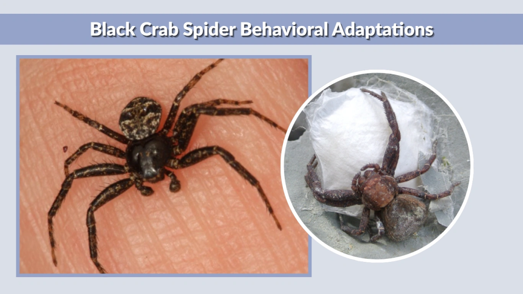 Black Crab Spider Behavioral Adaptations