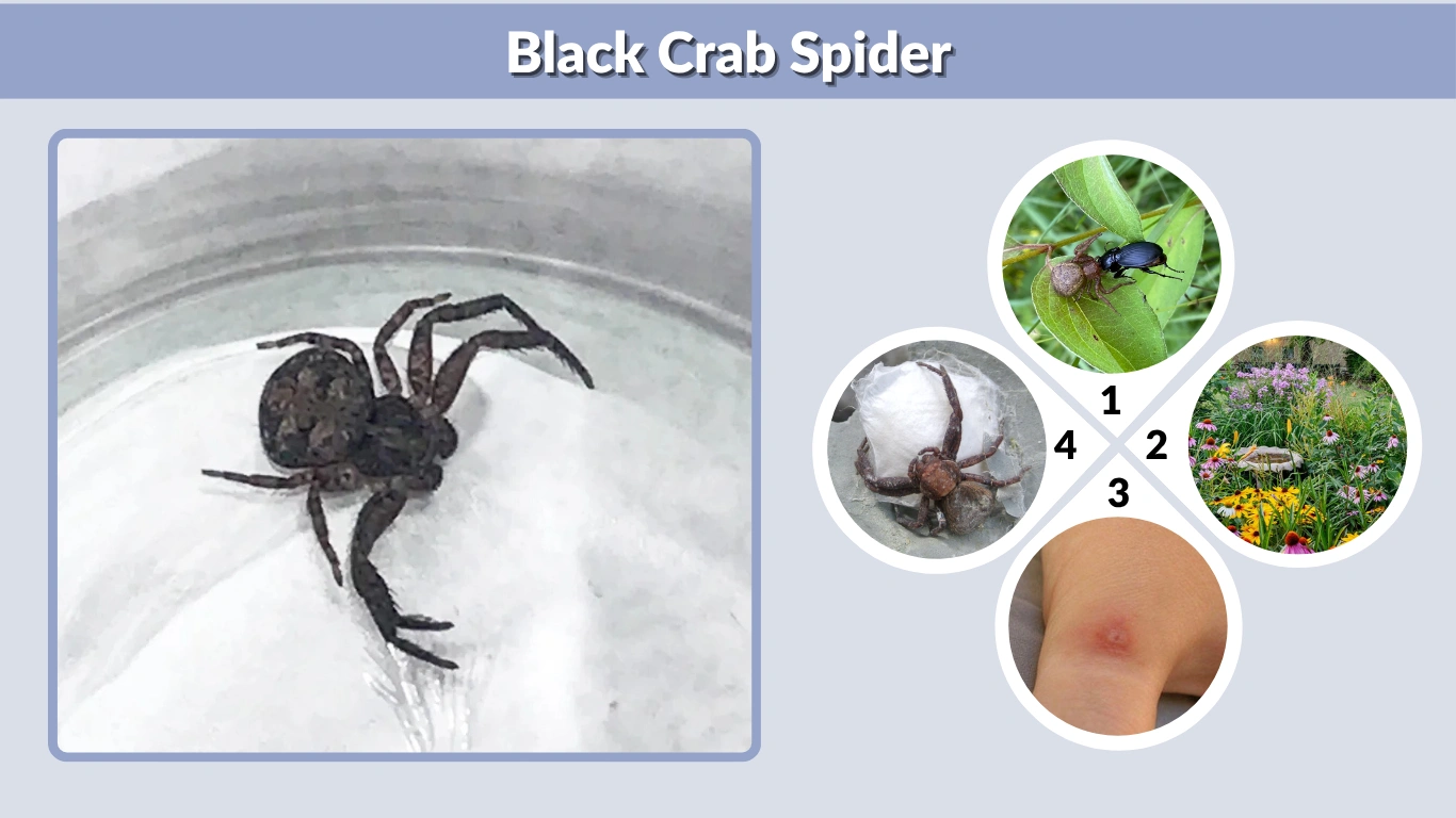 Black Crab Spider: Facts, Appearance, Habitat, and Bite